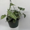 Pothos Silver 'Scindapsus Pictus'
