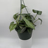 Pothos Silver 'Scindapsus Pictus'