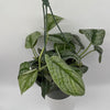 Pothos Silver 'Scindapsus Pictus'