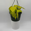 Philodendron Lemon Lime