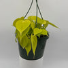 Philodendron Lemon Lime