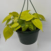 Philodendron Lemon Lime
