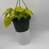 Philodendron Lemon Lime