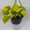 Philodendron Lemon Lime