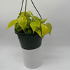 Philodendron Lemon Lime