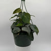 Philodendron Micans