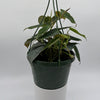 Philodendron Micans