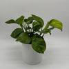 Pothos Guacamole