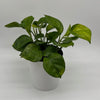 Pothos Guacamole