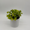 Pothos N'Joy Neon