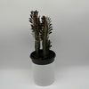 Euphorbia Trigona (Red)