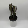 Euphorbia Trigona (Red)