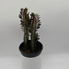 Euphorbia Trigona (Red)