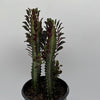 Euphorbia Trigona (Red)