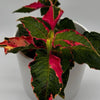 Alternanthera 'Party Time'