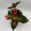 Alternanthera 'Party Time'