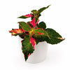 Alternanthera 'Party Time'