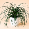 Ponytail Palm