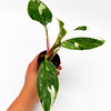 Philodendron White Princess