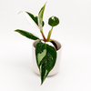 Philodendron White Princess