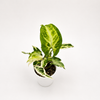 Syngonium Starlite