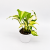 Syngonium Starlite