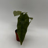 Alocasia Corazon