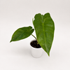 Alocasia Corazon