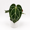 Anthurium Crystallinum