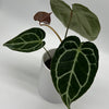 Anthurium Crystallinum