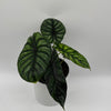 Alocasia Baginda 'Dragon Scale'