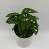 Monstera Adansonii (Swiss Cheese Plant)