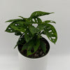 Monstera Adansonii (Swiss Cheese Plant)