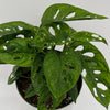 Monstera Adansonii (Swiss Cheese Plant)