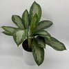 Aglaonema Silver Bay