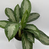 Aglaonema Silver Bay
