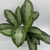Aglaonema Silver Bay