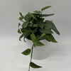 Pothos Cebu Blue