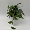 Pothos Cebu Blue