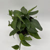 Pothos Cebu Blue