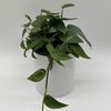 Pothos Cebu Blue
