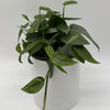 Pothos Cebu Blue