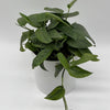 Pothos Cebu Blue
