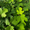 Fig 'LSU Gold' (Ficus carica)