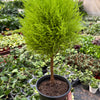 Cypress Lemon Topiary
