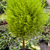 Cypress Lemon Topiary