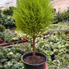 Cypress Lemon Topiary