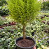 Cypress Lemon Topiary