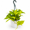 Pothos Neon