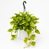 Pothos Neon Queen